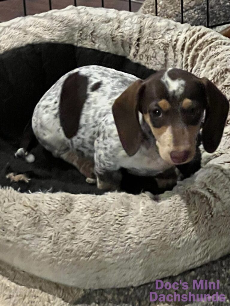 High Quality Mini Dachshund Puppies for Sale in Illinois Doc's Mini