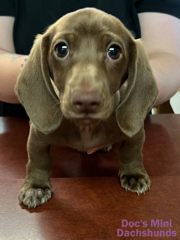 mini dachshund puppy looking ar camera