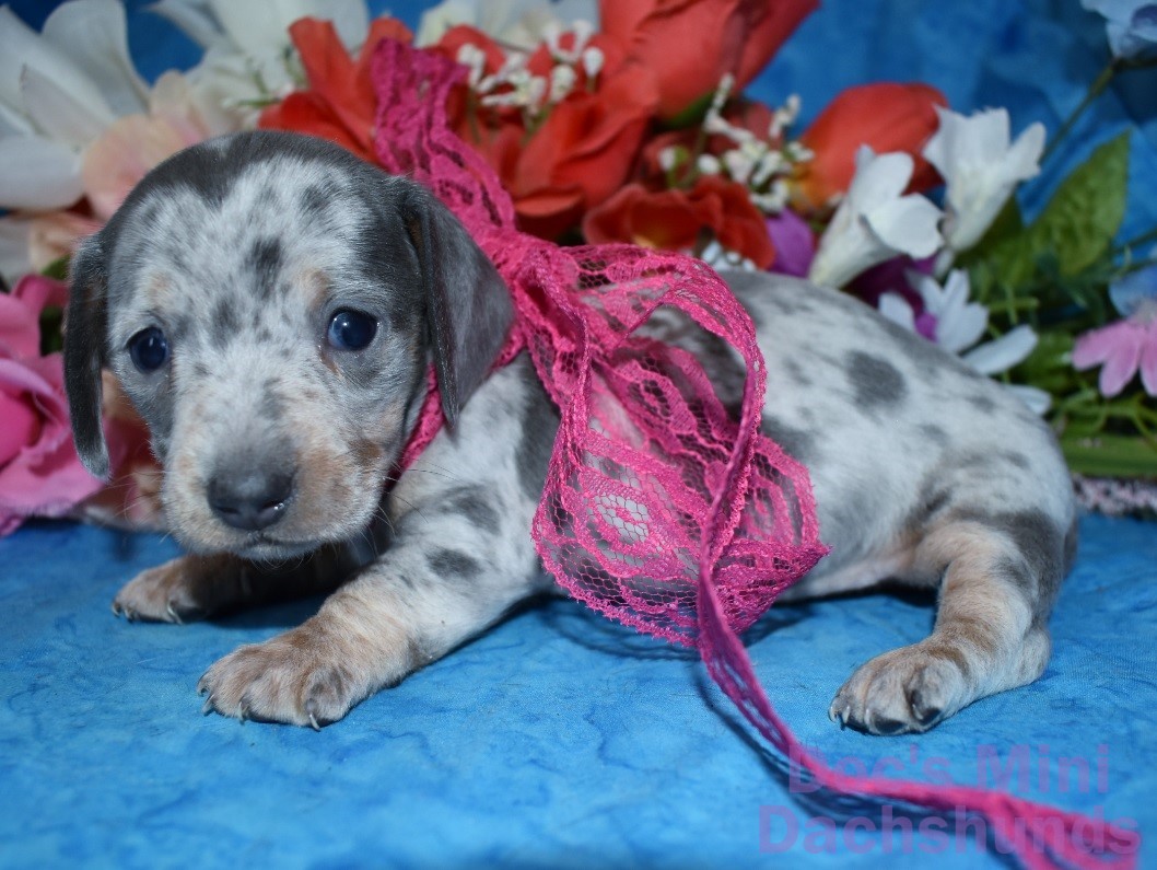 Dachshund Puppy Blue Dapple ID:6825 Located at Petland