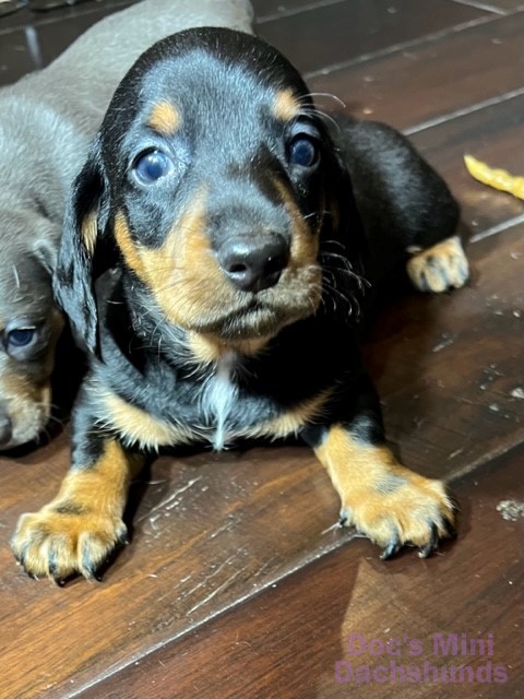 Training Tips and Tricks for Your Miniature Dachshund - Doc's Mini ...