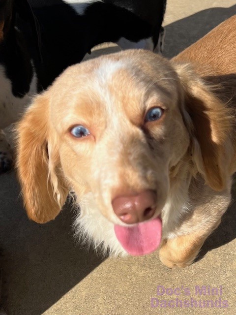 Arizona AKC Mini Dachshund Puppies for Sale & Mini Dachshund Breeder ...