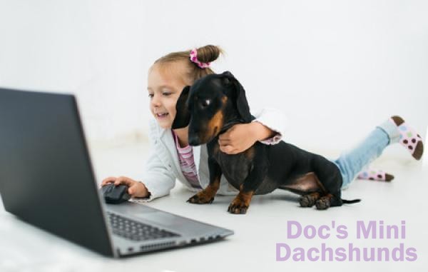 Dachshund 2024 and children