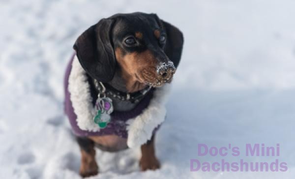 How to Protect Your Mini Dachshund in Cold Weather - Doc's Mini Dachshunds